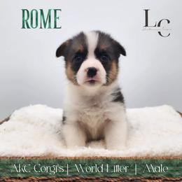 Rome - Black and tan male Pembroke Welsh Corgi puppy in Pine Village, Indiana from NL Horsemanship