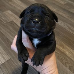Boy 1 - Cane Corso puppy from Midwest Cane Corso in Action