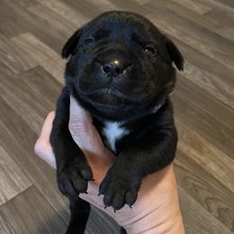 Boy 1 - Cane Corso puppy from Midwest Cane Corso in Action