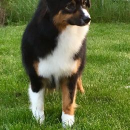 stella - Australian Shepherd
