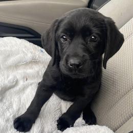 Girl 1 - Black female Labrador Retriever puppy in Tomahawk, Wisconsin from Mahner Labs