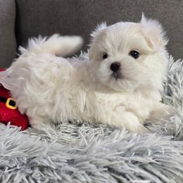 Max - Health Tested Parents - White male Maltese puppy in Greenville, North Carolina from Amanda's Sugar Sweet Puppies