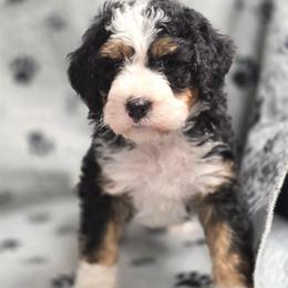 Archie - Tri-color male Bernedoodle puppy in Shelton, Washington from NW Bernedoodles of Washington
