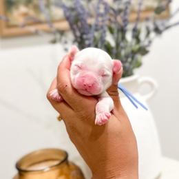 Donald - Chalk male Australian Labradoodle puppy in Palmdale, California from Pixie Doodle Paws