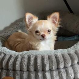 Sevyn - Cream and white female Chihuahua puppy in Austin, Indiana from Dog Bones N Harmony