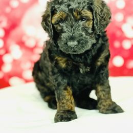 Yellow - Black female Australian Labradoodle puppy in Fayette, Ohio from Patriots Poodles and Doodles