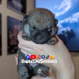 WASABI - Red female Shiba Inu puppy in Minnesota from BonsaiShibas