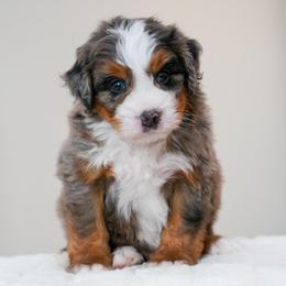Pesto - Merle male Bernedoodle puppy in Dundee, Ohio from Down Home Doodle