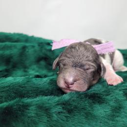 Pumpkin - Parti female Goldendoodle puppy in Grabill, Indiana from Rose's Doodles