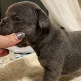 Girl 2 - French Bulldog puppy in Illinois from Muddy River Frenchies