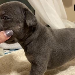 Girl 2 - French Bulldog puppy in Illinois from Muddy River Frenchies