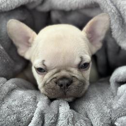 French Bulldog Puppies from Ritchie’s Frenchies