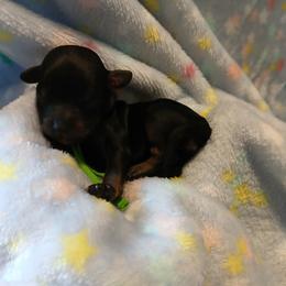 Baxter - Black and tan male Havapoo puppy in Blanch, North Carolina from Faithful Hearts Kennel