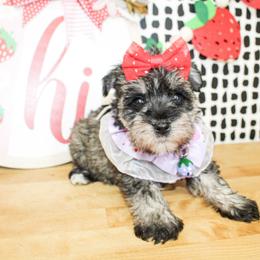 Darla - Salt and pepper female Miniature Schnauzer puppy in Antlers, Oklahoma from Rocking H