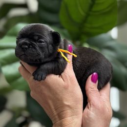 Fendi - Brindle female French Bulldog puppy in Renton, Washington from Laurel Canyon Kennels