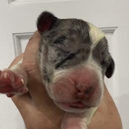 Bryson Gray - Mantle merle male Great Dane puppy in Florida from Beachside Kennels