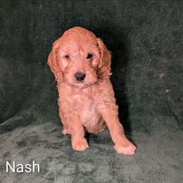 Nash - Golden male Cockapoo puppy in Sunset, Louisiana from Cano Cockapoos