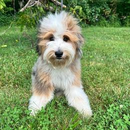 Elvis - Blue merle male Aussiedoodle puppy in Corydon, Indiana from Ridgeline Doodles
