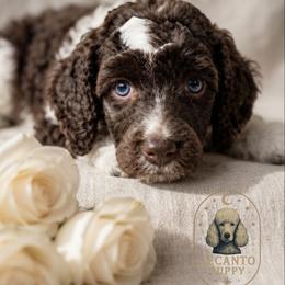Andarna (Service dog prospect) - Parti female Poodle puppy in Spring Hill, Florida from Lecanto Puppy