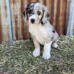 Boy 2 - Blue merle Aussiedoodle puppy in Payson, Utah from The Hoppers Back 40