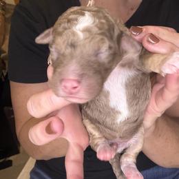 Mocha - Chocolate merle female Bernedoodle puppy in Pittsburg, Illinois from Doodles on Rock Creek