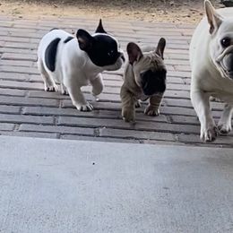 French Bulldog Puppies from Western Skies French Bulldogs