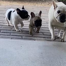 French Bulldog Puppies from Western Skies French Bulldogs
