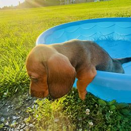 Dachshund Puppies from Mini Doxies of the South