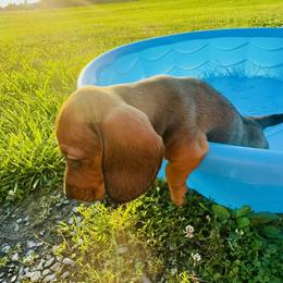 Dachshund Puppies from Mini Doxies of the South