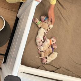 Maltipoos from Amanda Tsoi - Golden Maltipoo Pups