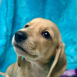 Augusta - Cream male Dachshund puppy in Havana, Florida from Dotted Doxies