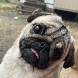 Bulldogs and Pugs from Pugs a