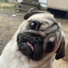 Bulldogs and Pugs from Pugs a