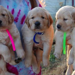 Golden Retriever Puppies from Coralace Goldens