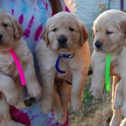 Golden Retriever Puppies from Coralace Goldens