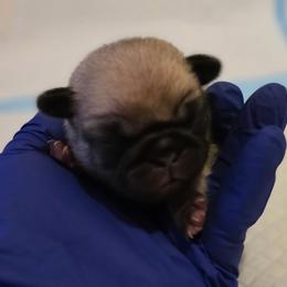 Pink Collar - Fawn female Pug puppy in New Braunfels, Texas from Kex Pug Haus