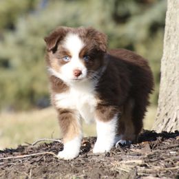 Toy Australian Shepherd Puppies from 4C Toy Aussies