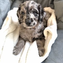 Marshall - Merle male Goldendoodle puppy in Fairwood, Washington from Goldendoodles on the Prairie