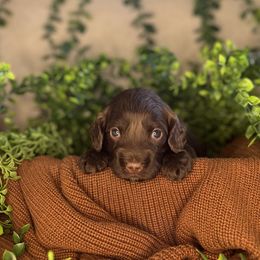 Merry - Chocolate female Australian Labradoodle puppy in Brush Prairie, Washington from Fancy Pants Labradoodles