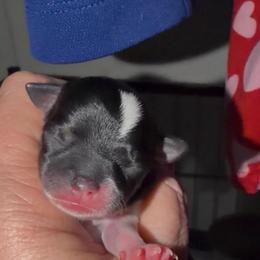 Edith - Black and white female Chihuahua puppy in Seneca, Missouri from Stephanie’s Puppy Colony