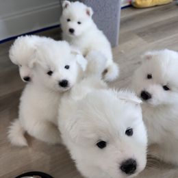 Samoyed Puppies from Southern Roux Samoyeds
