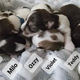 Miniature Schnauzer Puppies from Little Schnauzer Paws