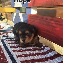 Hope - Black and tan female Morkie puppy in Terrell, Texas from PBJ Farms