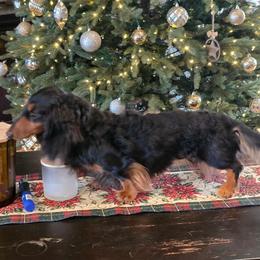 Galileo - Dachshund