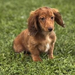 Stella - Dapple female Dachshund puppy in Bentonville, Arkansas from T & D Dachshunds by design