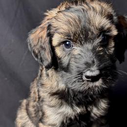 Girl 3 - Teal Collar - Pepper and salt female Giant Schnauzer puppy in St George, Utah from Schnauzer Ranch