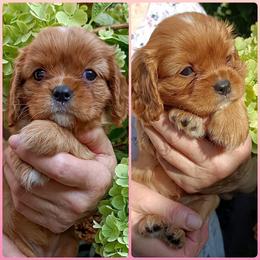 Cavalier King Charles Spaniel Puppies from 7 Bridges Cavaliers