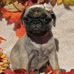 Apricot Brindle Girl - Brindle female Pug puppy in Tulsa, Oklahoma from Locust Creek Pugs