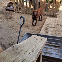 Girl 1 - Brown Chesapeake Bay Retriever puppy in Merlin, Oregon from Creekside Chesapeakes