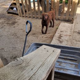 Girl 1 - Brown Chesapeake Bay Retriever puppy in Merlin, Oregon from Creekside Chesapeakes